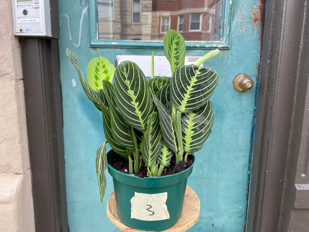 Maranta "Lemon Lime" - 6"