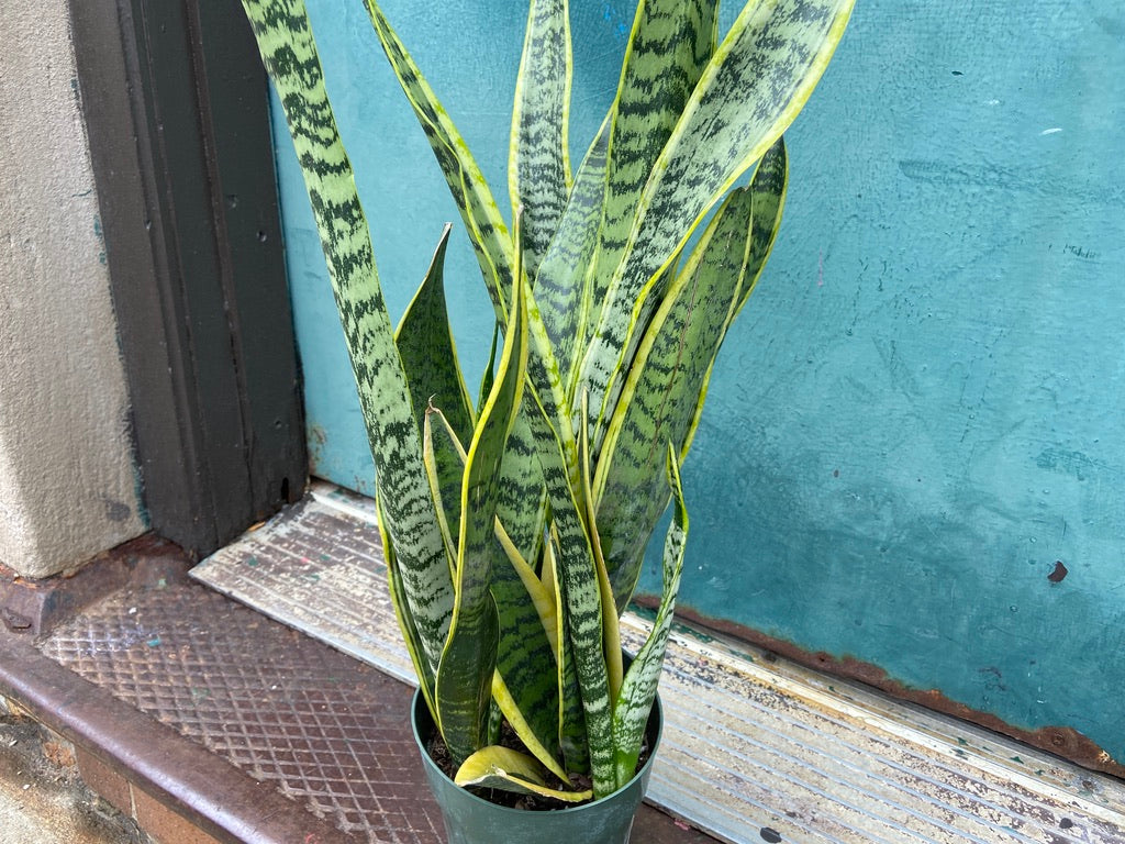 Sansevieria Laurentii (Snake Plant) - 6" Pot