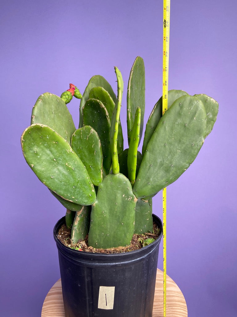 Prickly Pear Cactus (Spineless) - 10" Pot