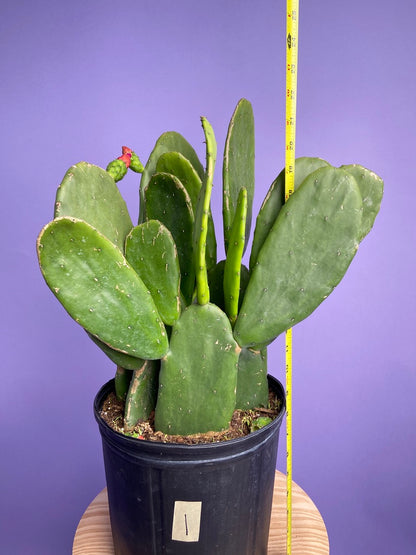 Prickly Pear Cactus (Spineless) - 10" Pot