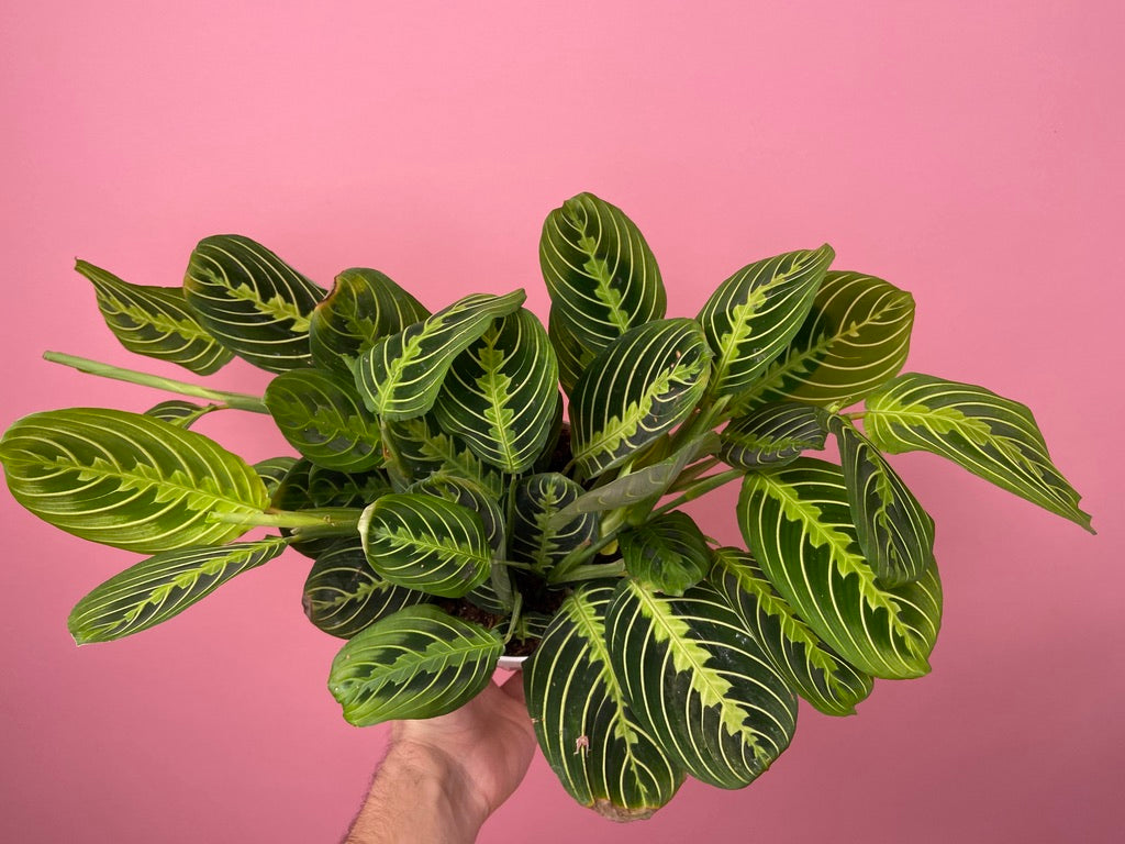 Maranta "Lemon Lime" - 6"