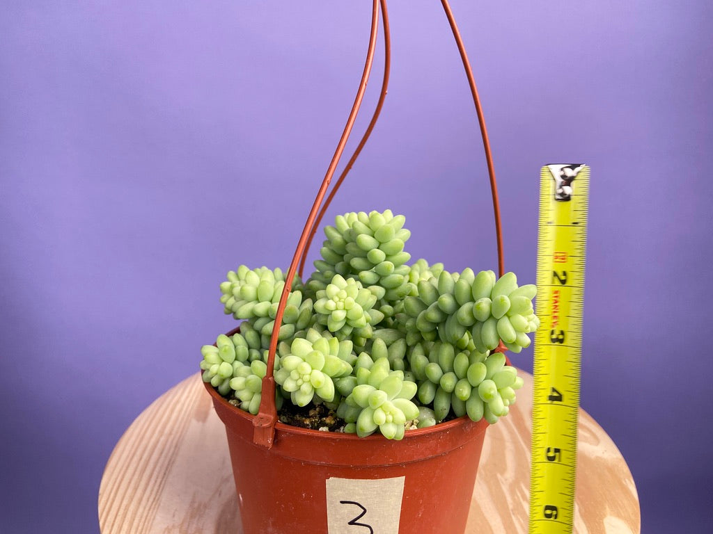 Sedum Burro's Tail - 6"