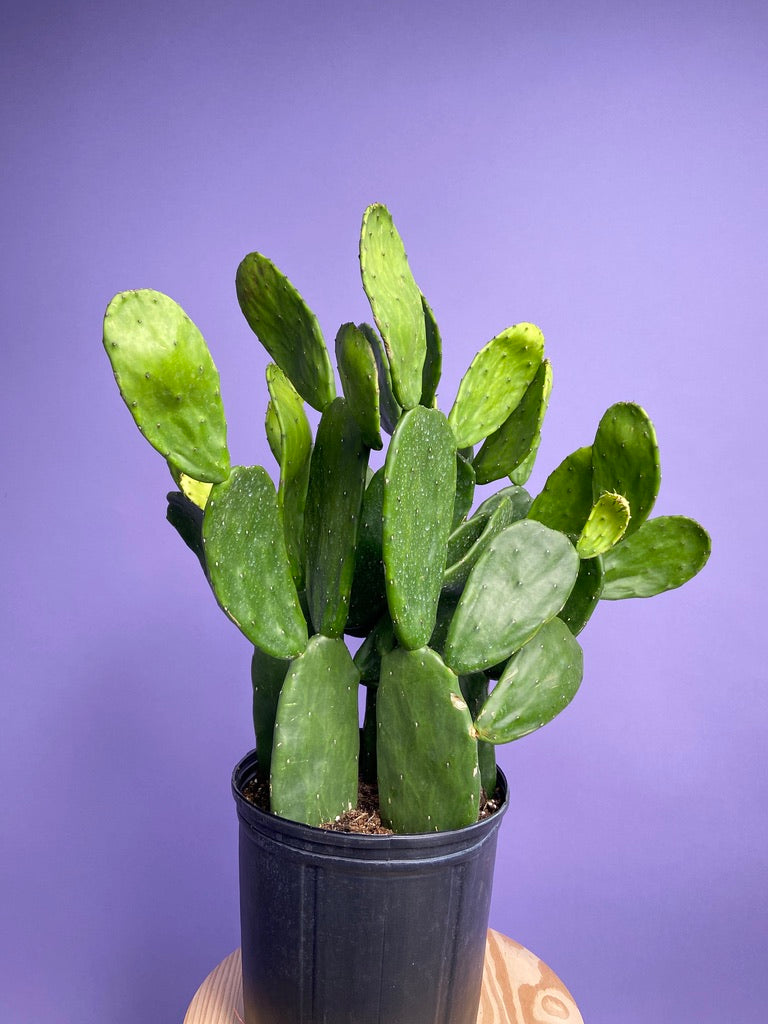Prickly Pear Cactus (Spineless) - 10" Pot
