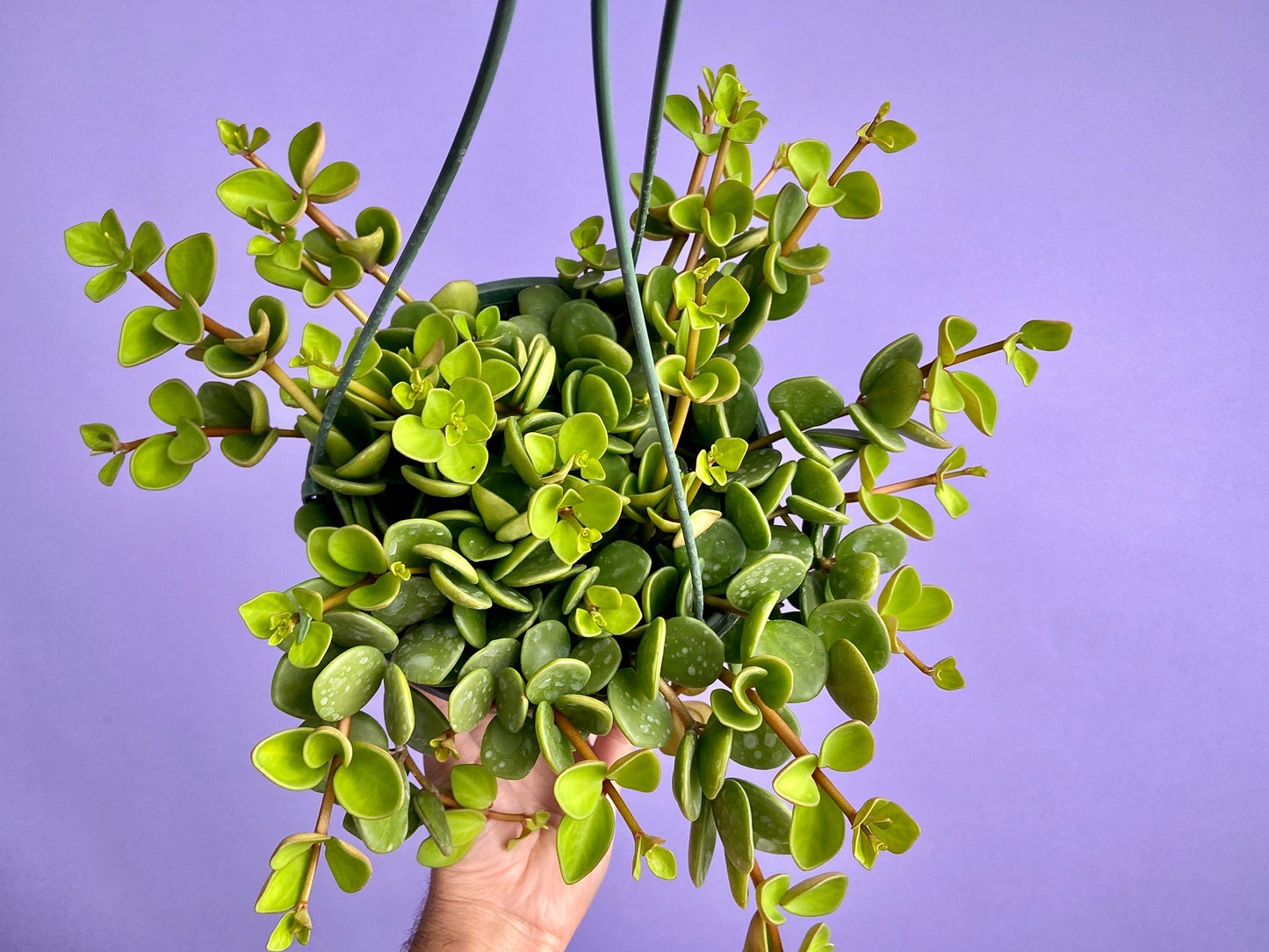 Peperomia "Hope" - 8"