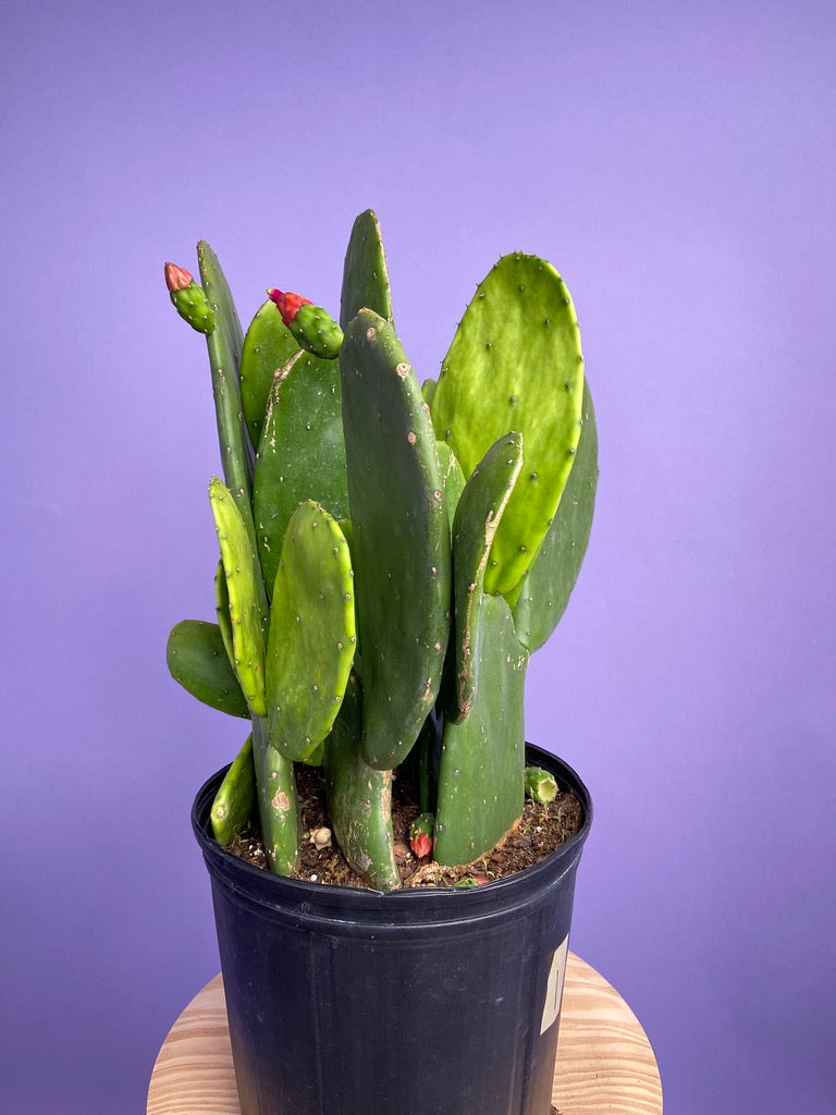 Prickly Pear Cactus (Spineless) - 10" Pot