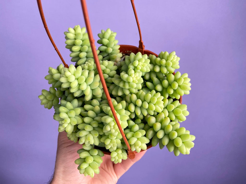 Sedum Burro's Tail - 6"