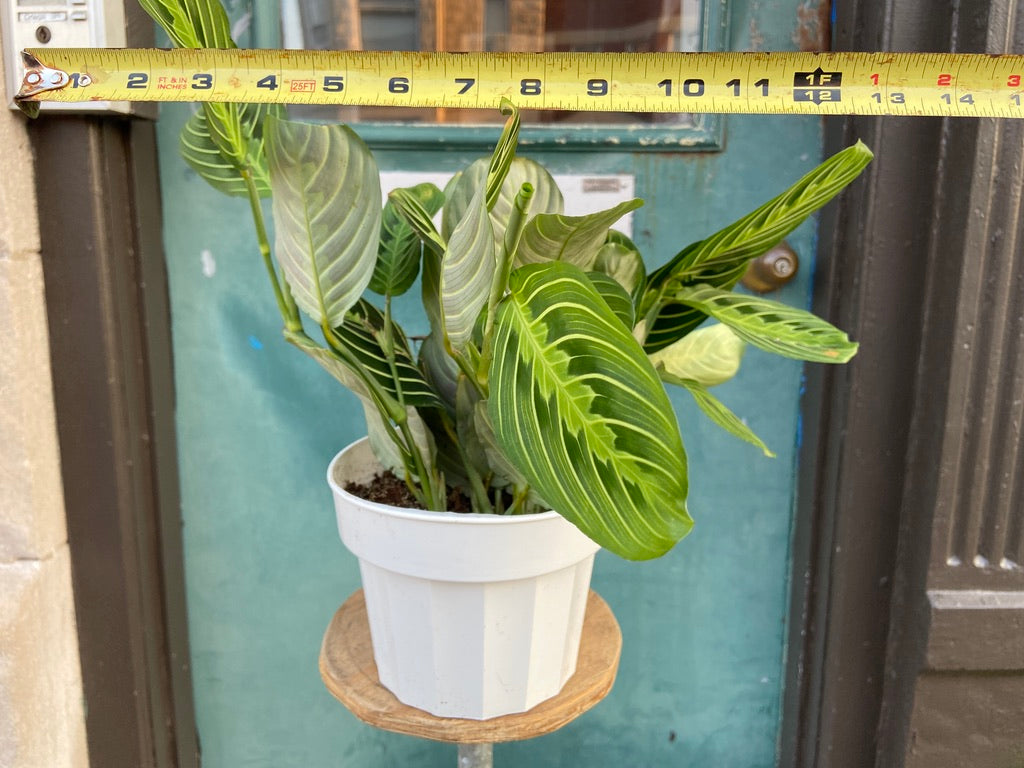 Maranta "Lemon Lime" - 6"