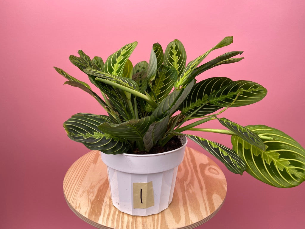 Maranta "Lemon Lime" - 6"