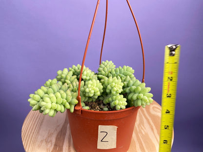 Sedum Burro's Tail - 6"