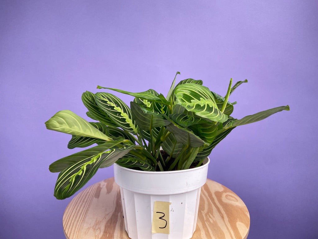 Maranta "Lemon Lime" - 6"
