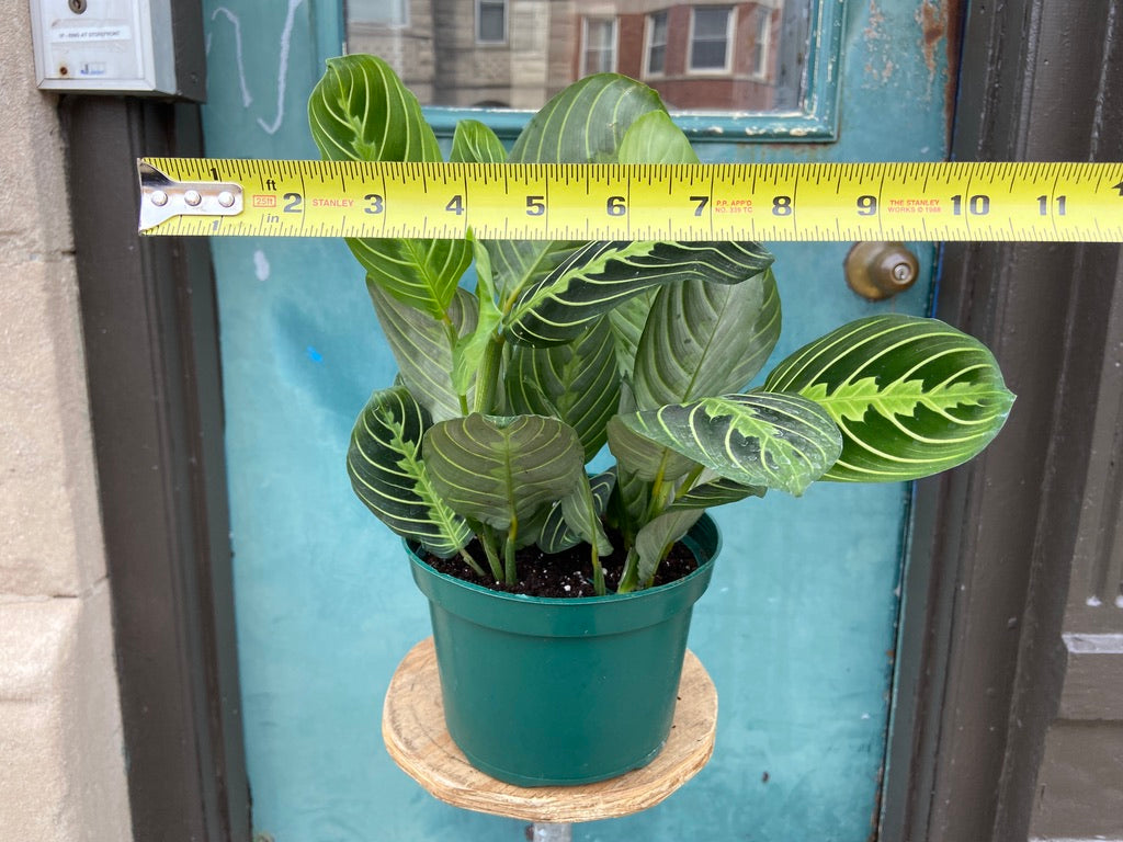 Maranta "Lemon Lime" - 6"