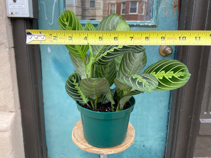 Maranta "Lemon Lime" - 6"