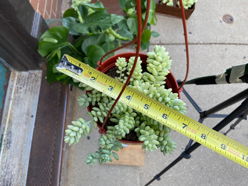 Sedum Burro's Tail - 6"
