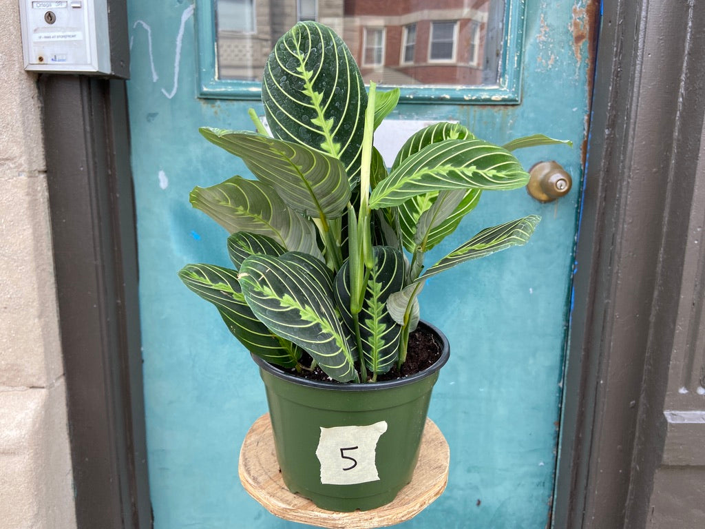 Maranta "Lemon Lime" - 6"