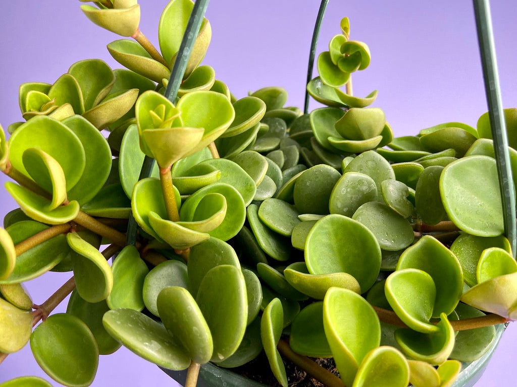 Peperomia "Hope" - 8"