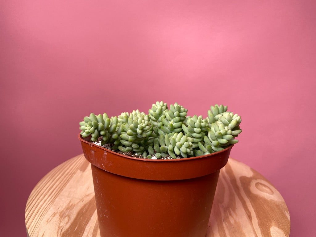 Sedum Burro's Tail - 6"