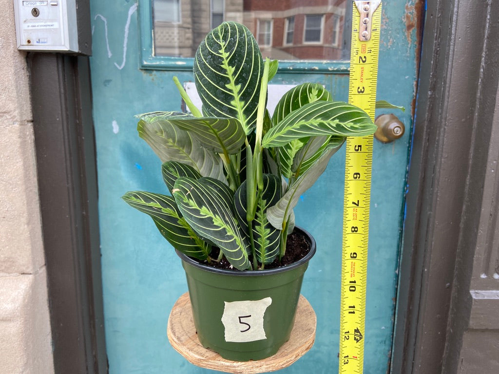 Maranta "Lemon Lime" - 6"