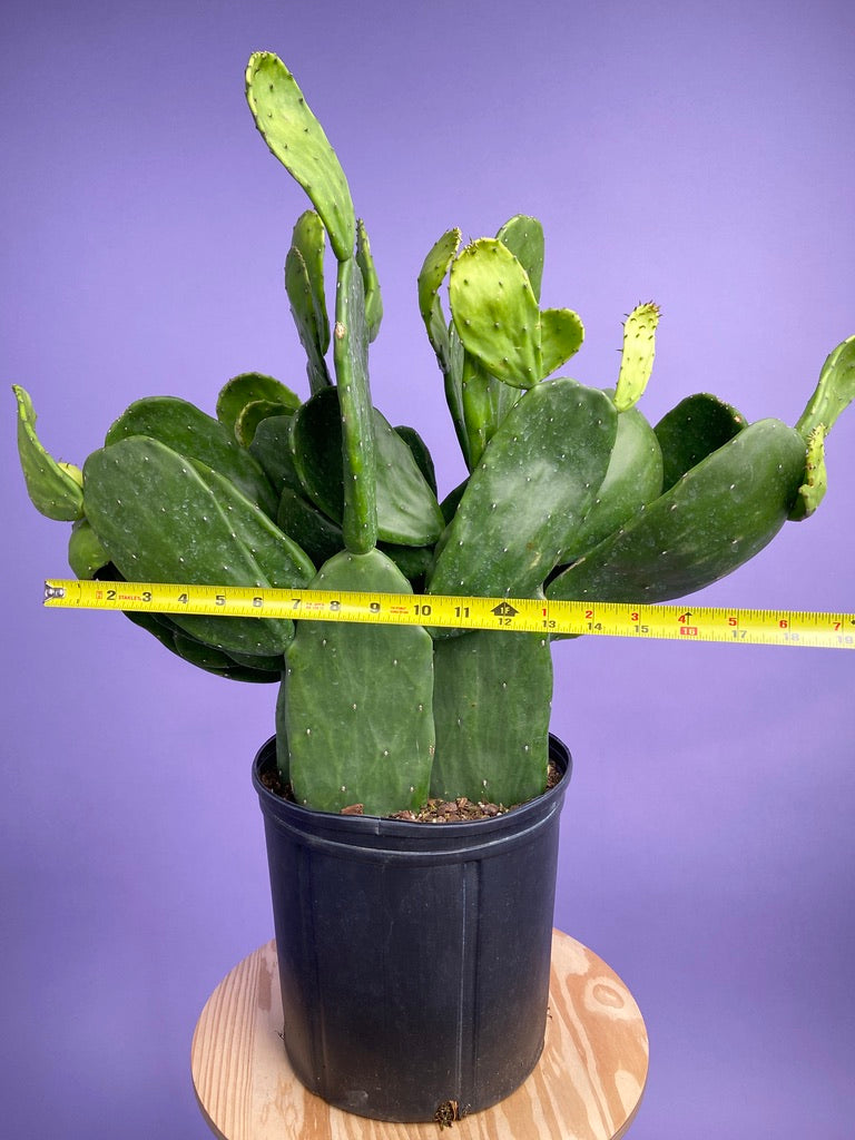 Prickly Pear Cactus (Spineless) - 10" Pot