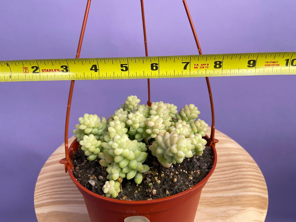 Sedum Burro's Tail - 6"