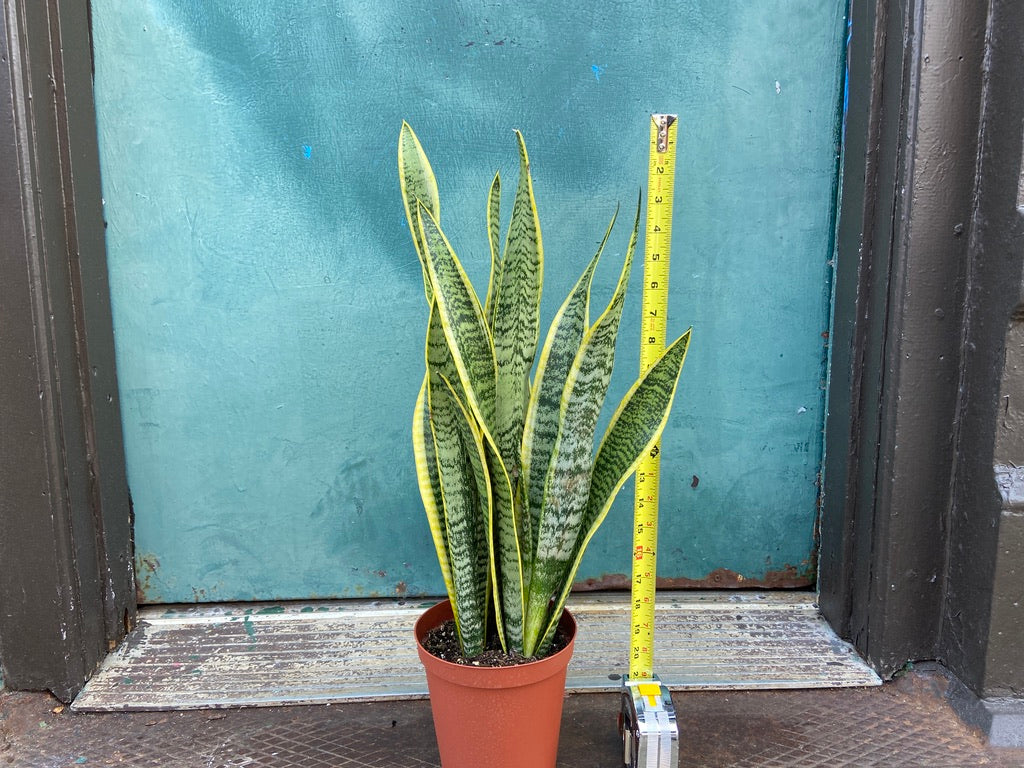 Sansevieria Laurentii (Snake Plant) - 6" Pot