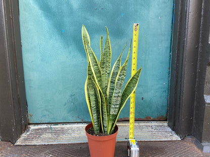 Sansevieria Laurentii (Snake Plant) - 6" Pot