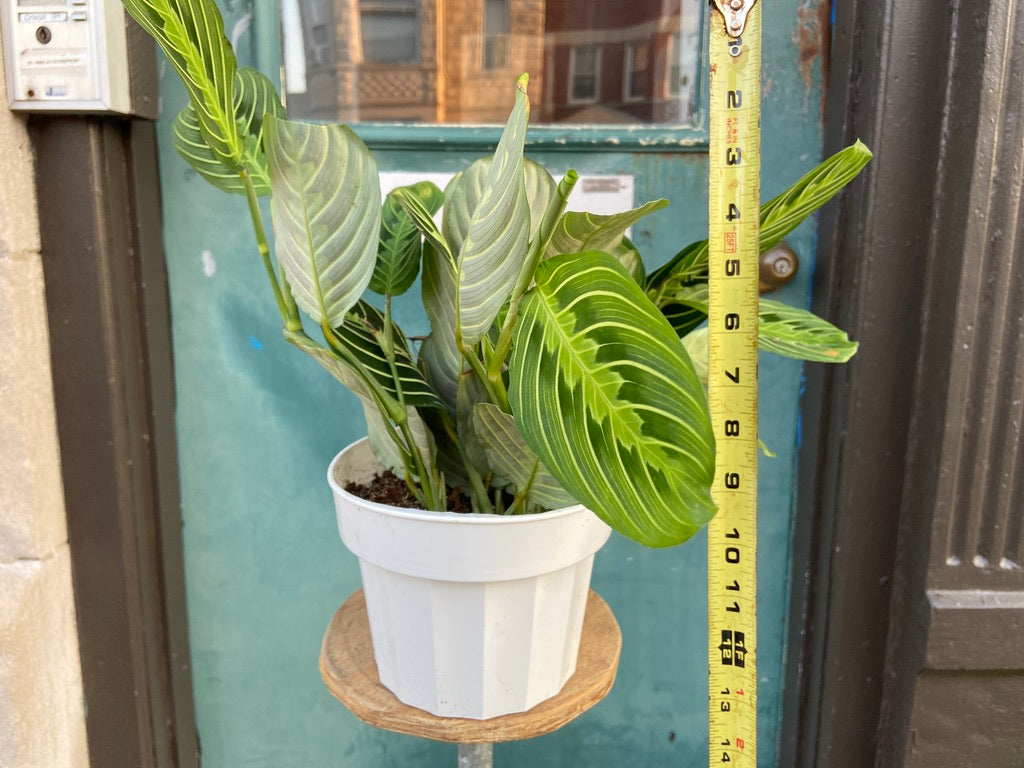 Maranta "Lemon Lime" - 6"