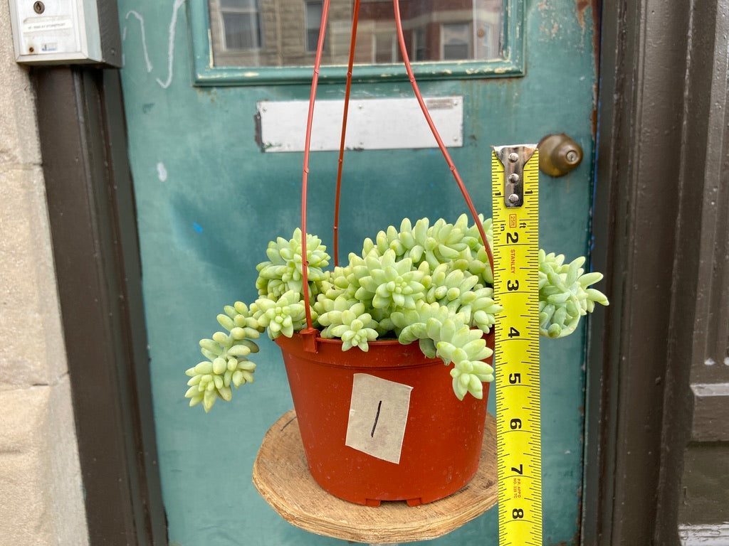 Sedum Burro's Tail - 6"