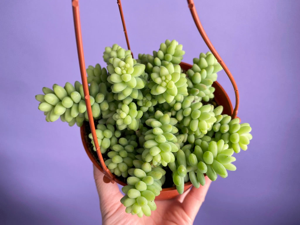 Sedum Burro's Tail - 6"
