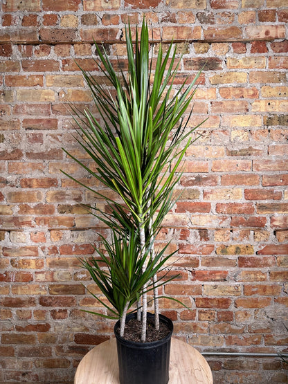pianta dracaena Big Plants Chicago