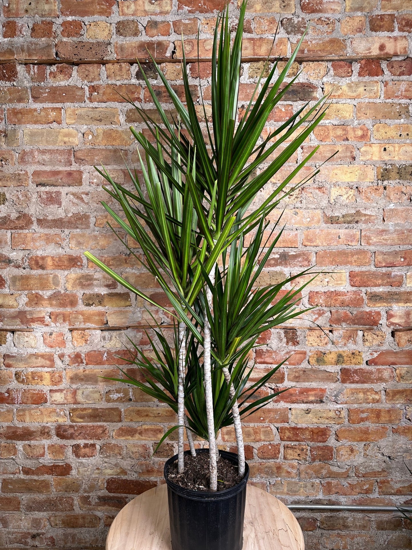 dracaena bicolor plant Big Plants Chicago