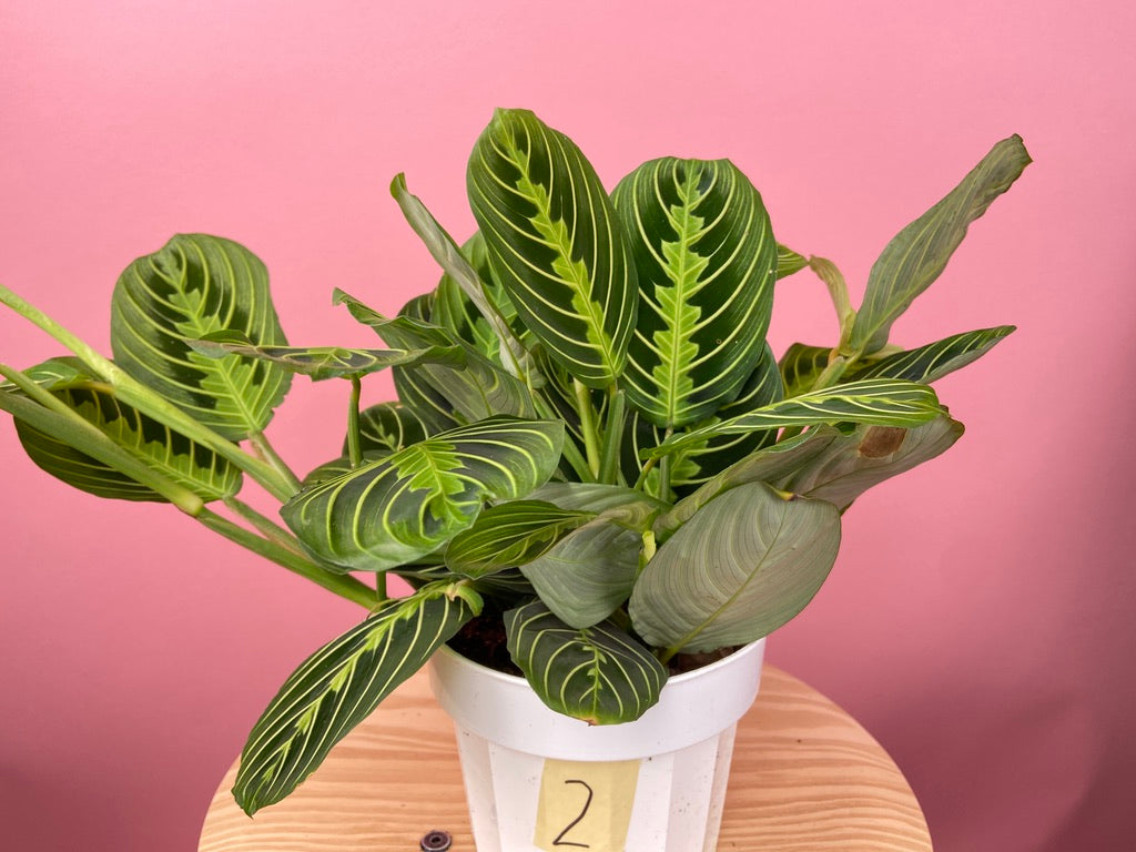 Maranta "Lemon Lime" - 6"