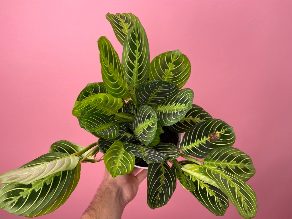 Maranta "Lemon Lime" - 6"