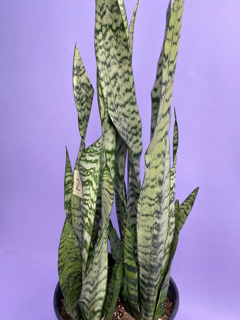 Sansevieria Zeylanica (Snake Plant) - 10" Pot
