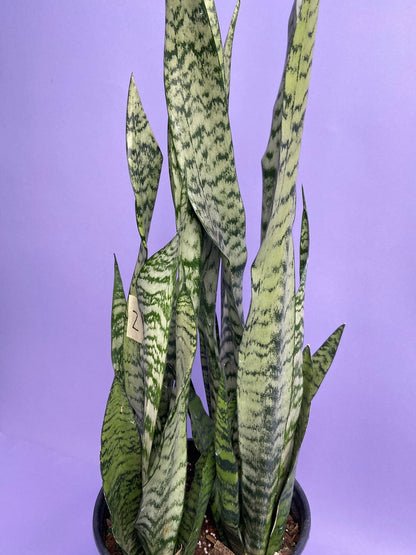 Sansevieria Zeylanica (Snake Plant) - 10" Pot