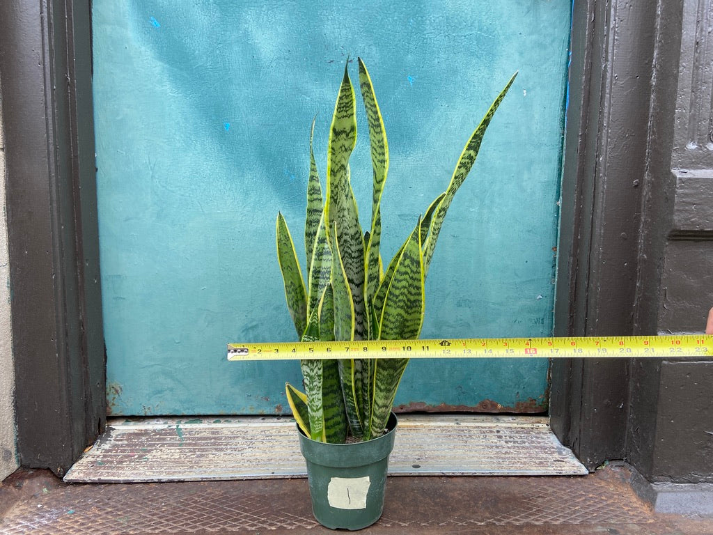 Sansevieria Laurentii (Snake Plant) - 6" Pot