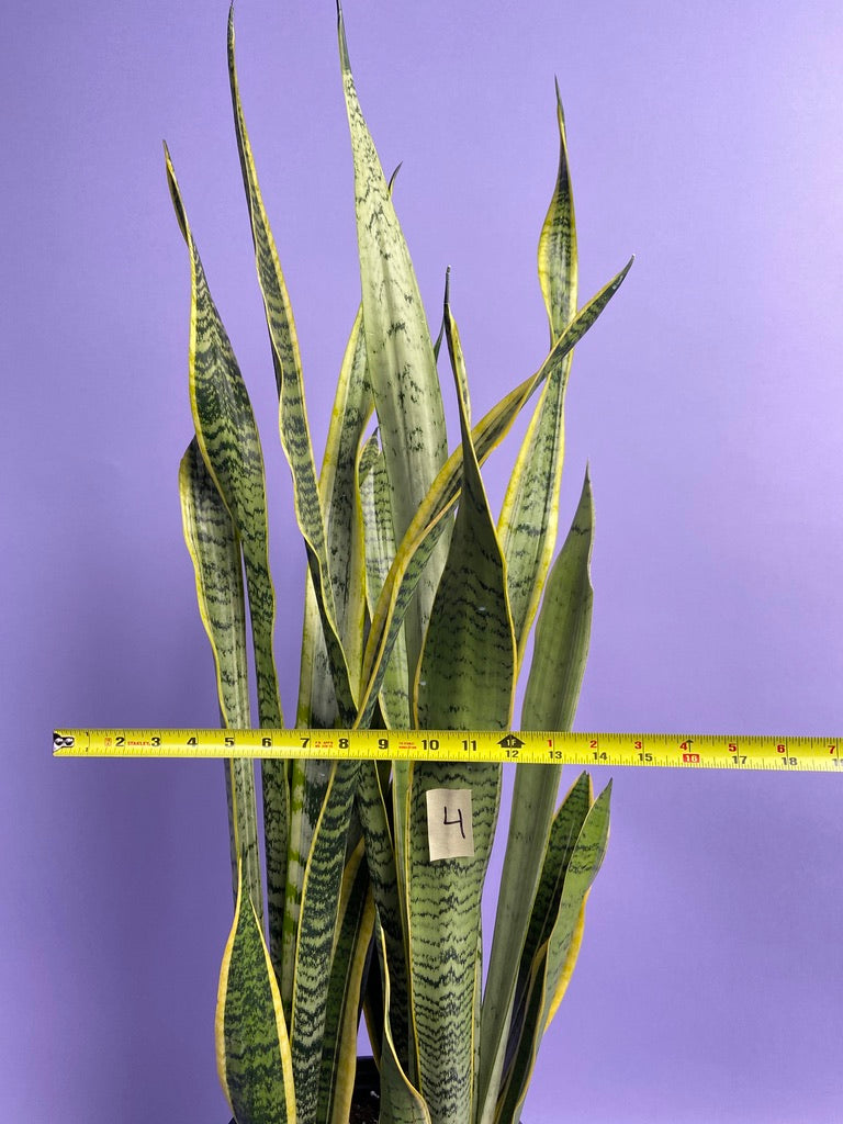Sansevieria Laurentii (Snake Plant) - 10" Pot