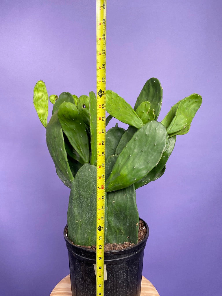 Prickly Pear Cactus (Spineless) - 10" Pot