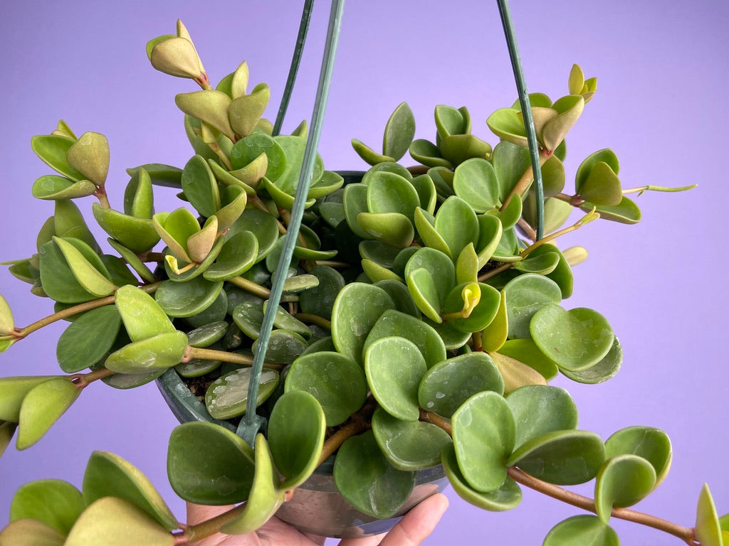 Peperomia "Hope" - 8"