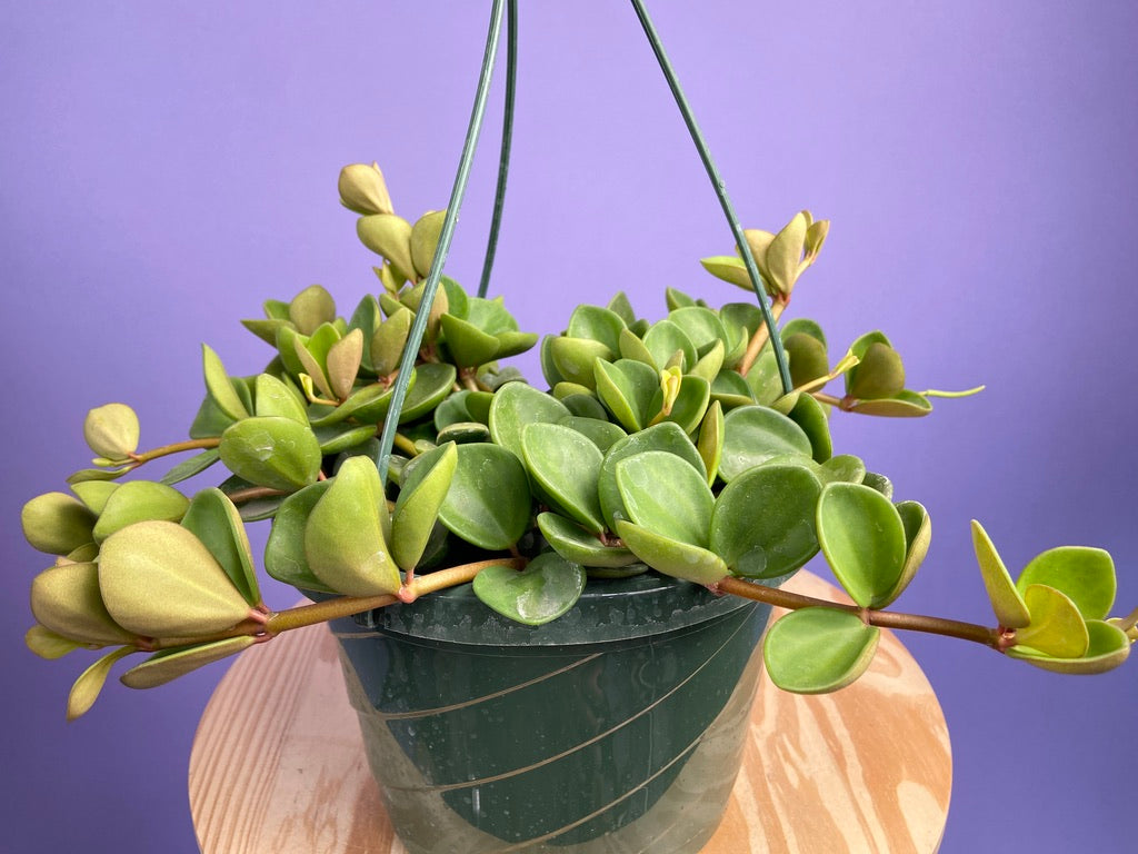 Peperomia "Hope" - 8"