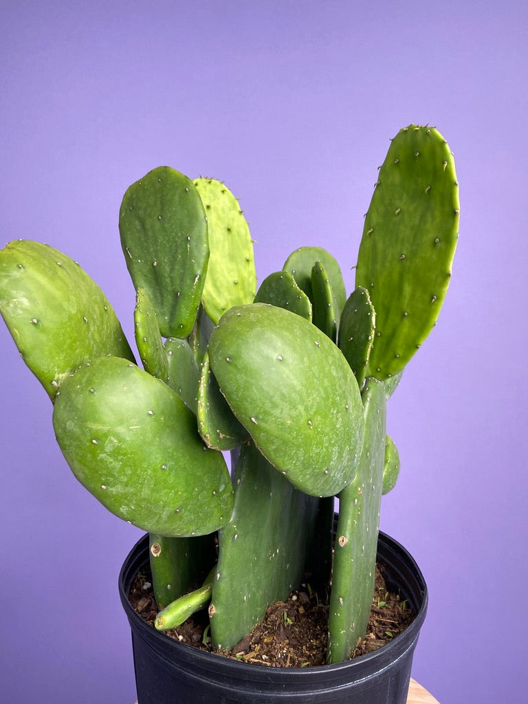 Prickly Pear Cactus (Spineless) - 10" Pot