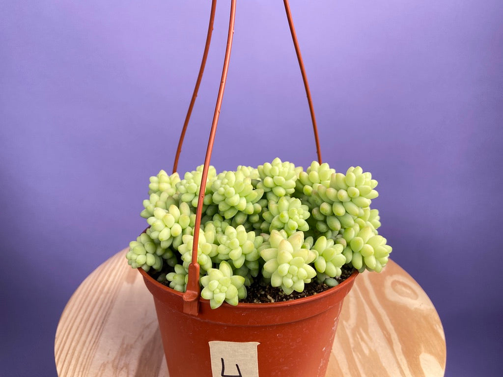 Sedum Burro's Tail - 6"