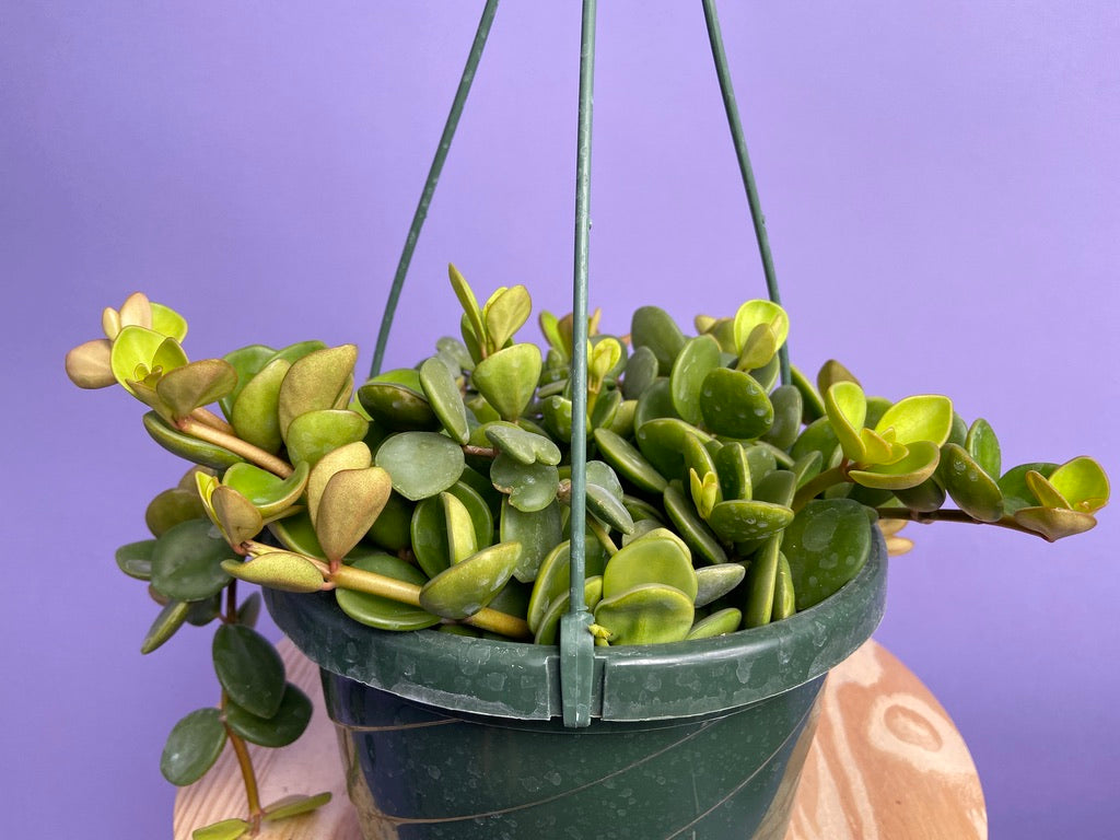 Peperomia "Hope" - 8"