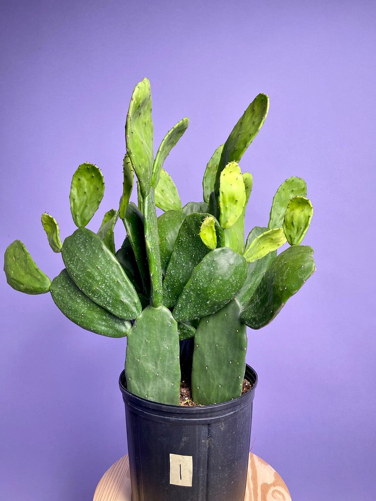 Prickly Pear Cactus (Spineless) - 10" Pot