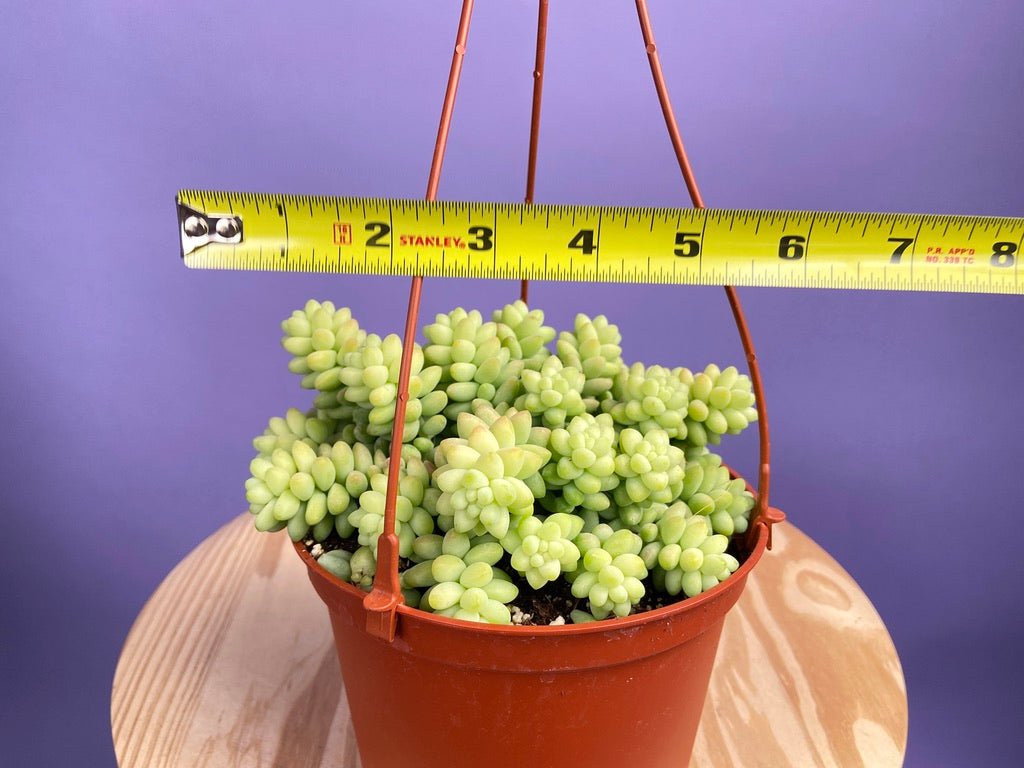 Sedum Burro's Tail - 6"