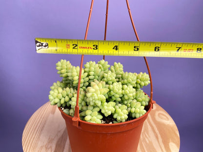 Sedum Burro's Tail - 6"