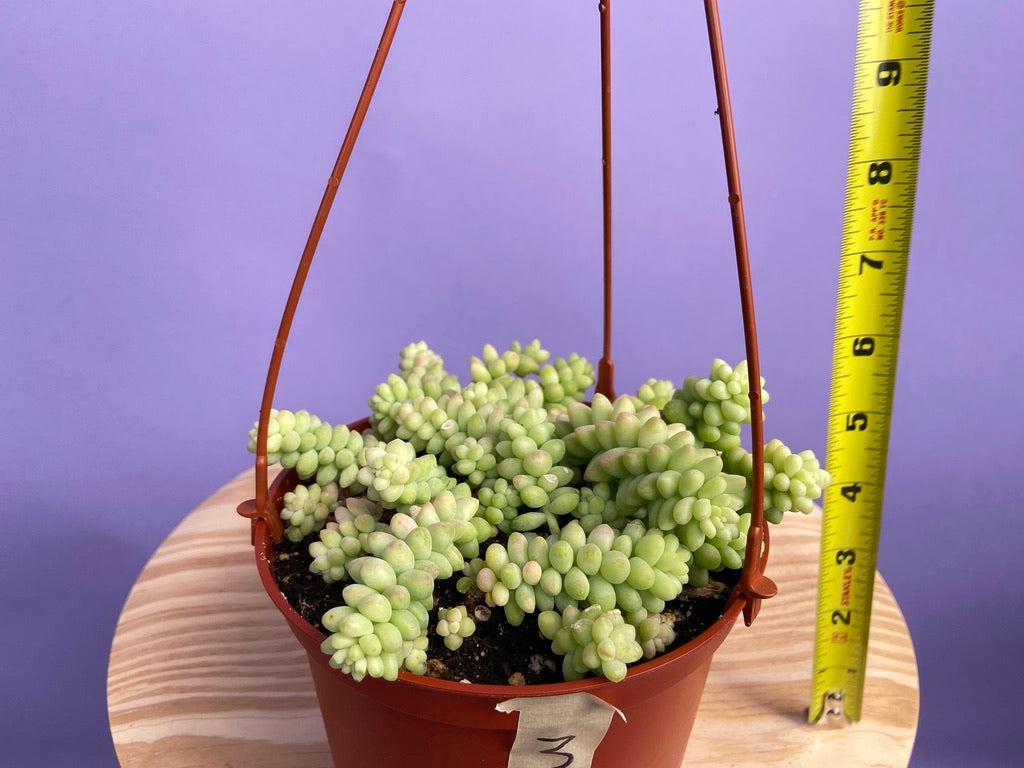 Sedum Burro's Tail - 6"