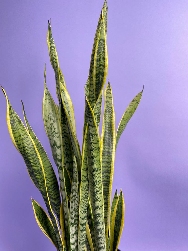 Sansevieria Laurentii (Snake Plant) - 10" Pot