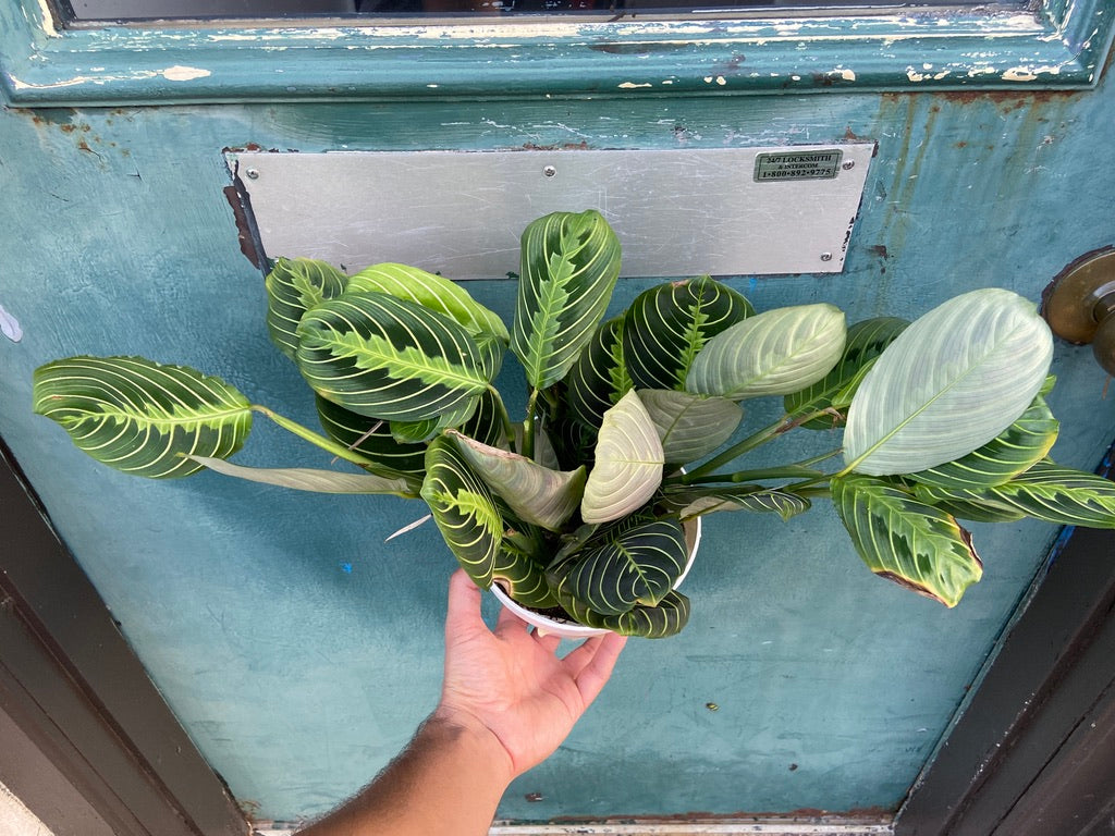 Maranta "Lemon Lime" - 6"