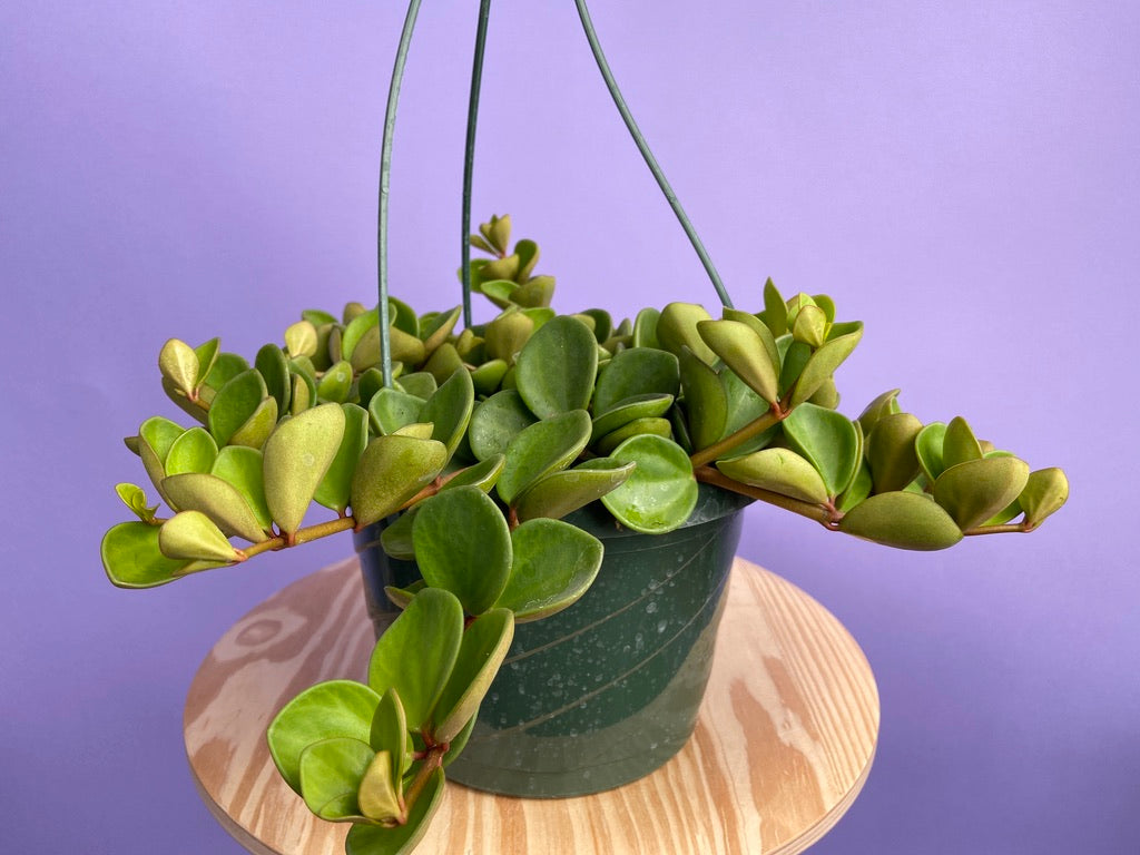 Peperomia "Hope" - 8"
