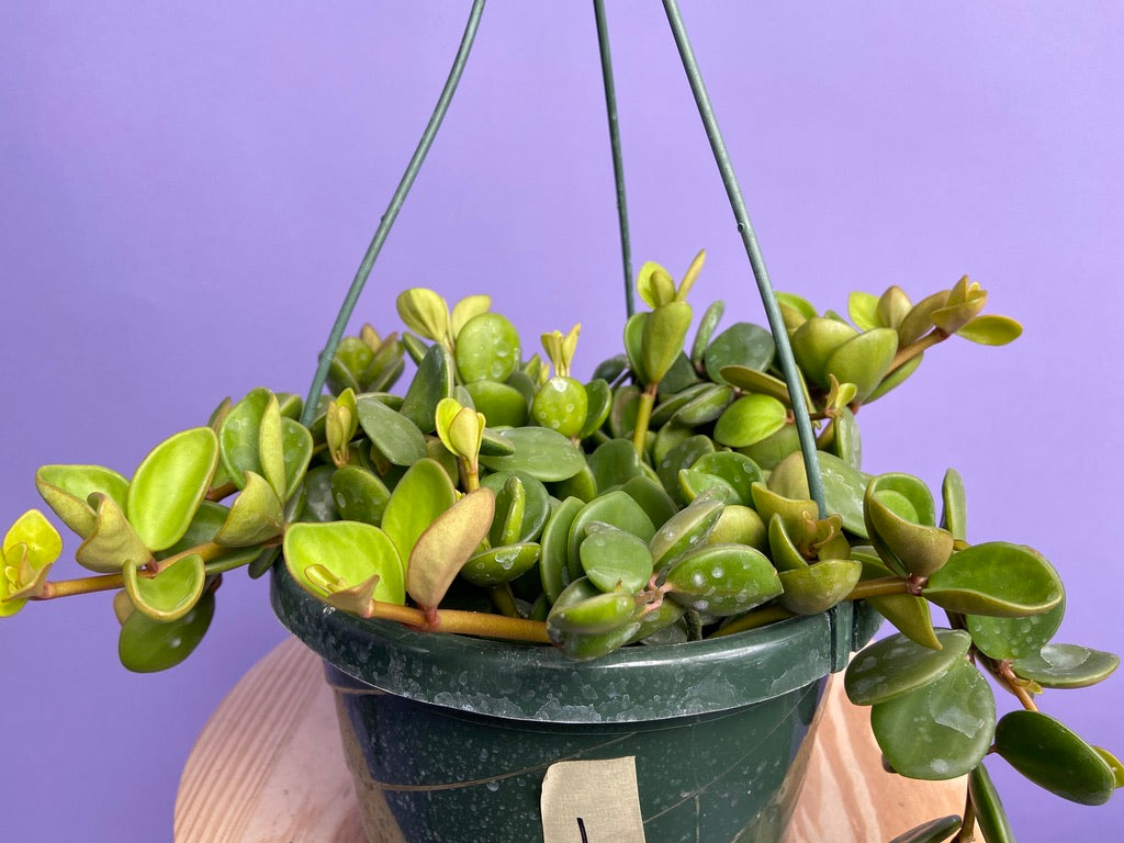 Peperomia "Hope" - 8"
